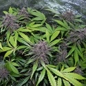 LSD-25 Auto (FastBuds) feminizada