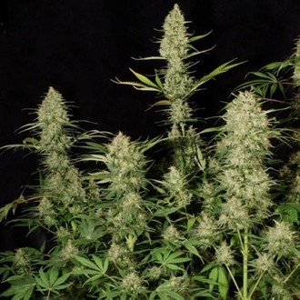 Delahaze (Paradise Seeds) feminizada