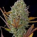 Pineapple Express Auto (FastBuds) feminizada