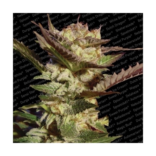 Durga Mata (Paradise Seeds) feminizada