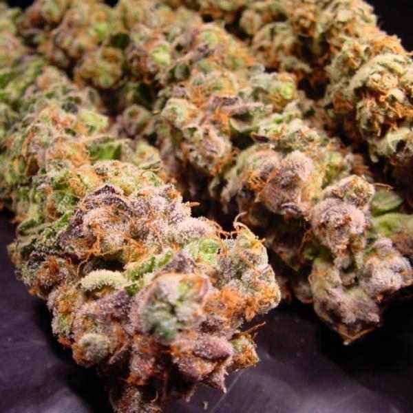 Durga Mata (Paradise Seeds) feminizada