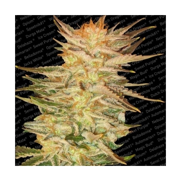 Ice Cream (Paradise Seeds) Feminizada