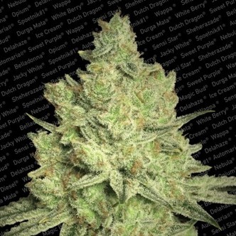 Jacky White (Paradise Seeds) Feminizada
