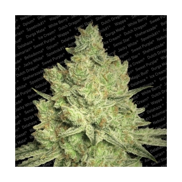 Jacky White (Paradise Seeds) Feminizada