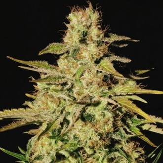 Jacky White (Paradise Seeds) Feminizada