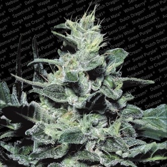 Nebula (Paradise Seeds) feminizada