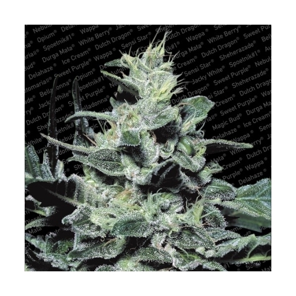 Nebula (Paradise Seeds) feminizada