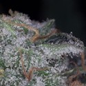 Nebula (Paradise Seeds) feminizada