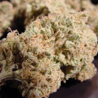 Nebula (Paradise Seeds) feminizada