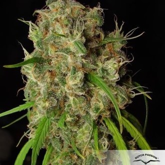 Desfrán (Dutch Passion) feminizada