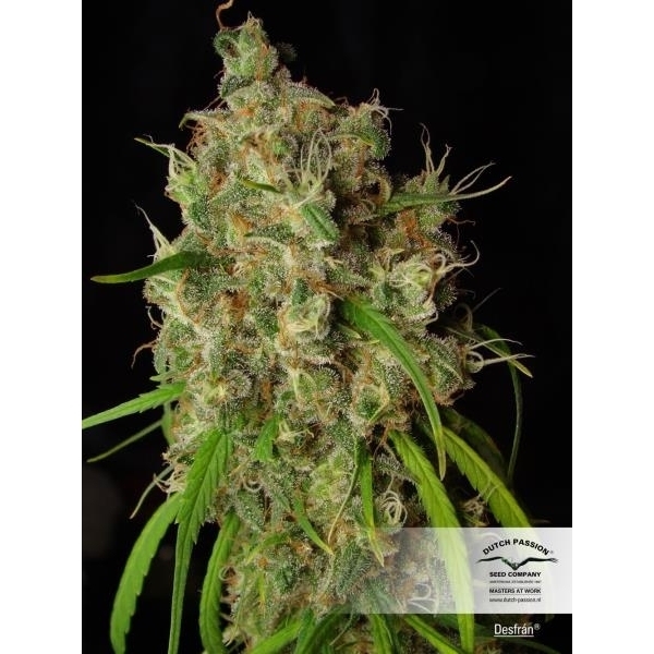 Desfrán (Dutch Passion) feminizada