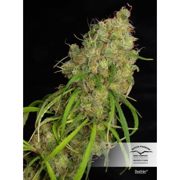 Desfrán (Dutch Passion) feminizada