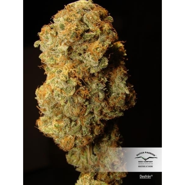 Desfrán (Dutch Passion) feminizada