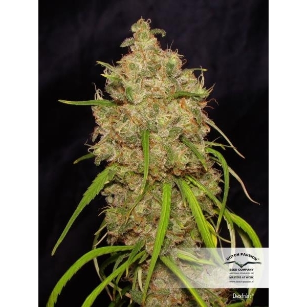 Desfrán (Dutch Passion) feminizada