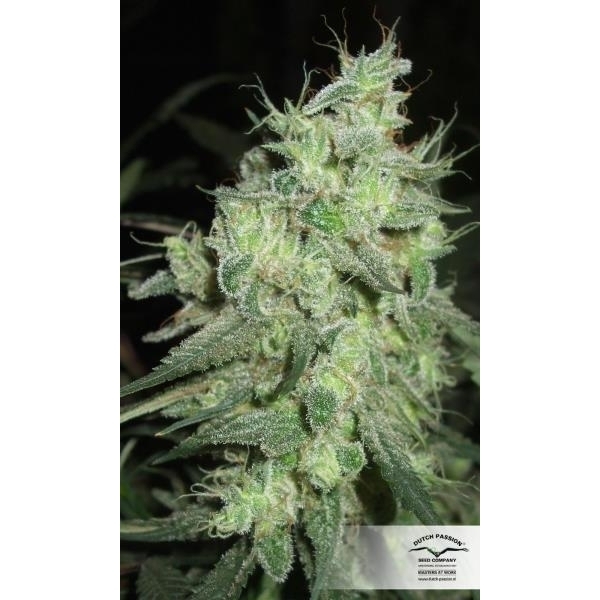 Desfrán (Dutch Passion) feminizada