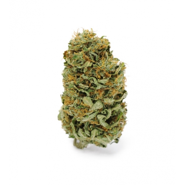 Amnesia Haze (Zamnesia Seeds) feminizada