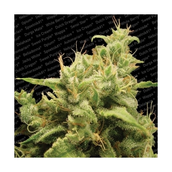 Opium (Paradise Seeds) feminizada