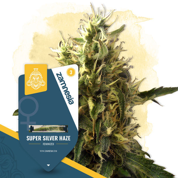 Super Silver Haze (Zamnesia Seeds) feminizada