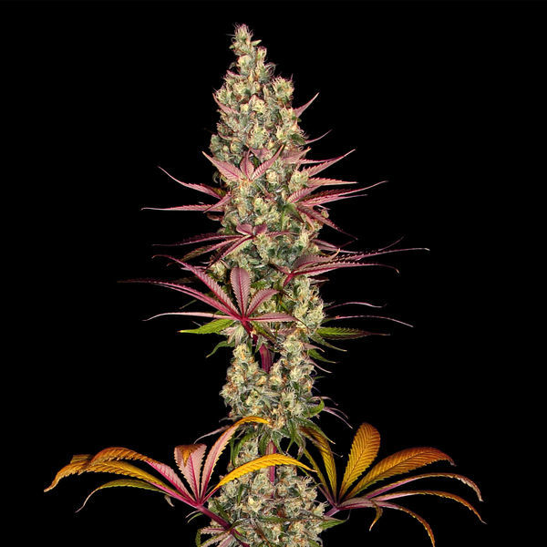 Blue Dream (Zamnesia Seeds) feminizada