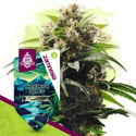 Northern Lights (Zamnesia Seeds) feminizada