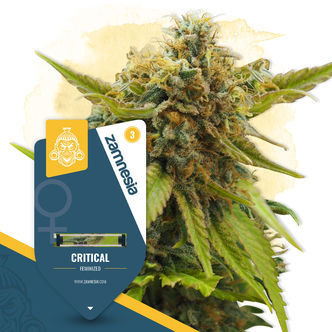 Critical (Zamnesia Seeds) Feminizada