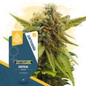 Critical (Zamnesia Seeds) Feminizada