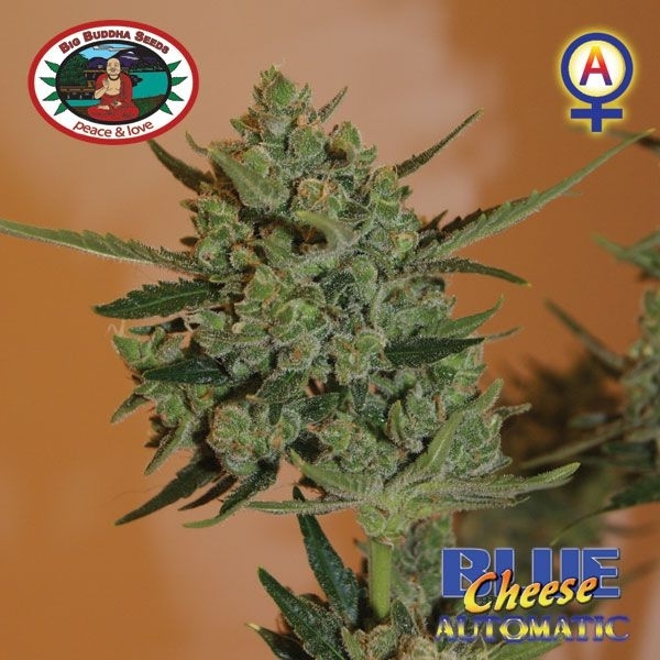 Blue Cheese Autoflorescente (Big Buddha Seeds) feminizada