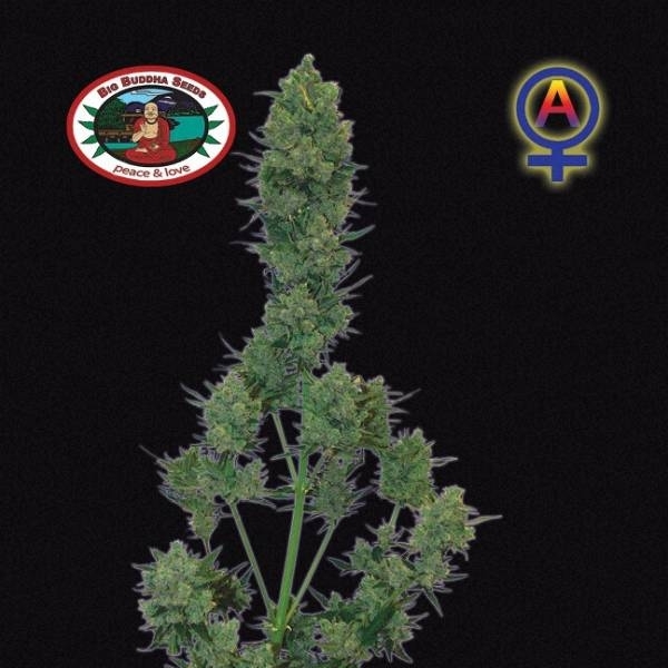 Blue Cheese Autoflorescente (Big Buddha Seeds) feminizada