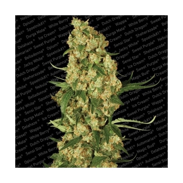 Wappa (Paradise Seeds) feminizada