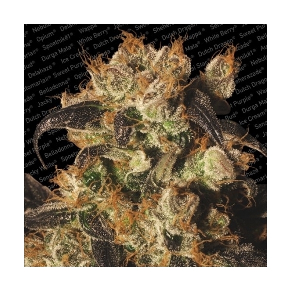 White Berry (Paradise Seeds) feminizada