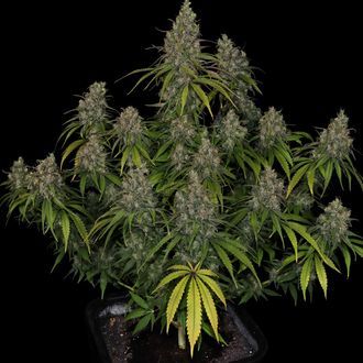 Choco Haze (Zamnesia Seeds) feminizada