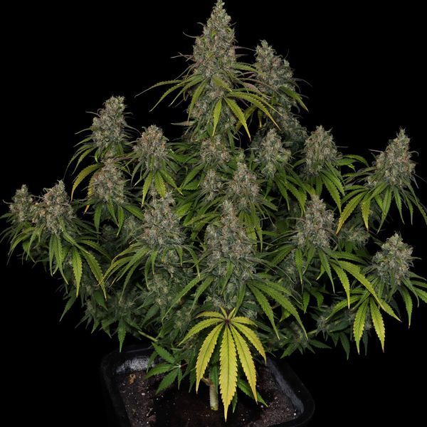 Choco Haze (Zamnesia Seeds) feminizada