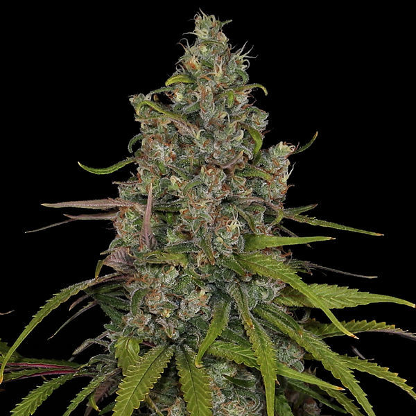 Choco Haze (Zamnesia Seeds) feminizada