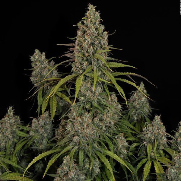 Choco Haze (Zamnesia Seeds) feminizada