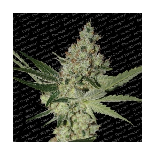 Acid (Paradise Seeds) feminizada