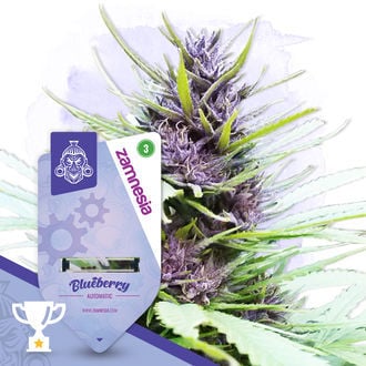 Blueberry Autoflorescente (Zamnesia Seeds) feminizada