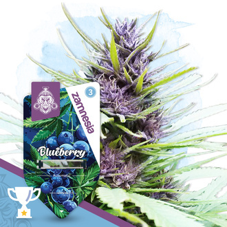 Blueberry Autoflorescente (Zamnesia Seeds) feminizada