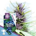 Blueberry Autoflorescente (Zamnesia Seeds) feminizada