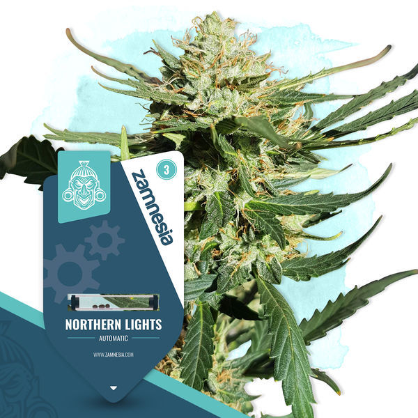 Northern Lights Autoflower (Zamnesia Seeds) Feminizada