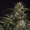 Northern Lights Autoflower (Zamnesia Seeds) Feminizada
