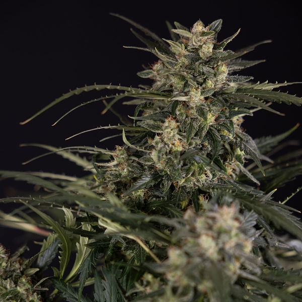 Northern Lights Autoflower (Zamnesia Seeds) Feminizada