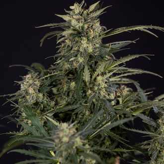 Northern Lights Autoflower (Zamnesia Seeds) Feminizada