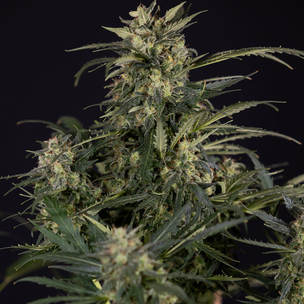 Northern Lights Autoflower (Zamnesia Seeds) Feminizada