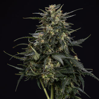 Northern Lights Autoflower (Zamnesia Seeds) Feminizada