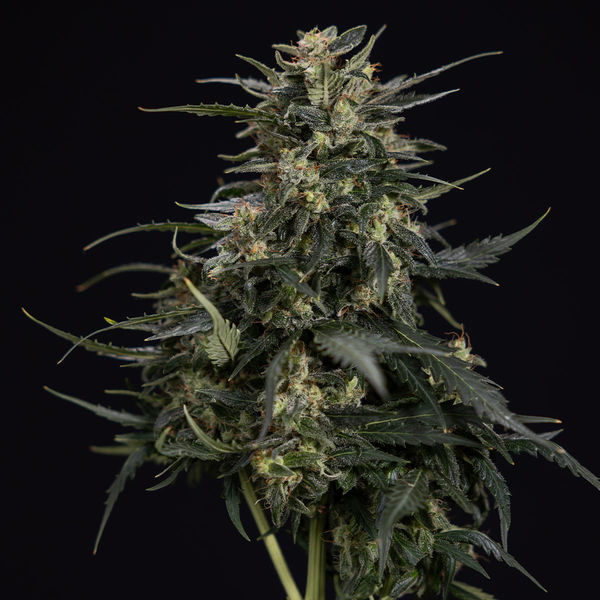 Northern Lights Autoflower (Zamnesia Seeds) Feminizada
