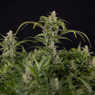 Northern Lights Autoflower (Zamnesia Seeds) Feminizada
