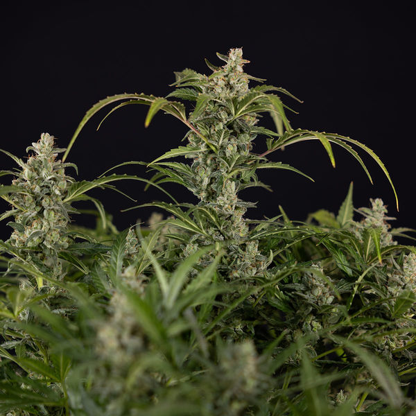 Northern Lights Autoflower (Zamnesia Seeds) Feminizada