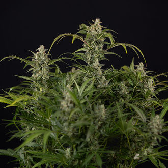 Northern Lights Autoflower (Zamnesia Seeds) Feminizada