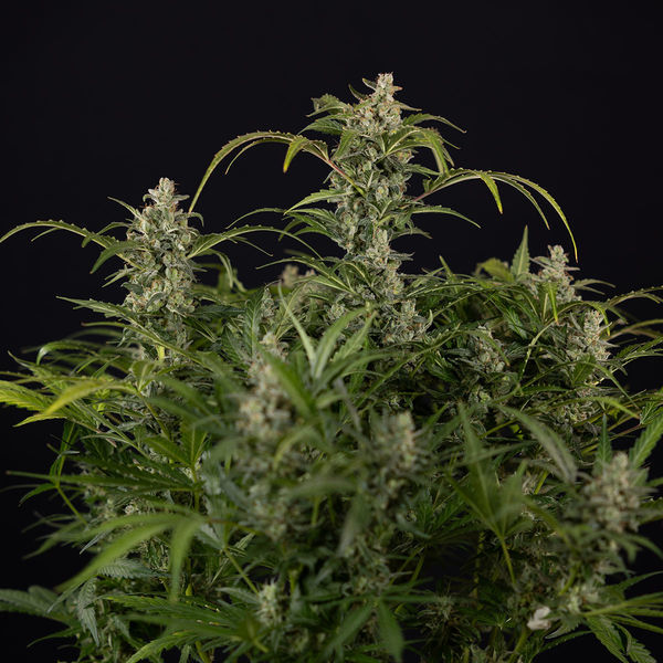 Northern Lights Autoflower (Zamnesia Seeds) Feminizada