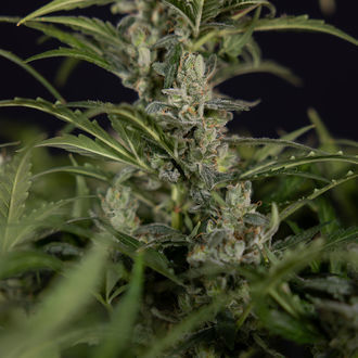 Northern Lights Autoflower (Zamnesia Seeds) Feminizada
